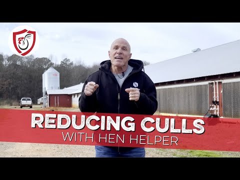 How to Reduce Culls with a Probiotic for Hens