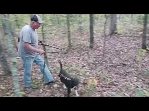 Dry Creek Hunting Dogs 9 30 2023