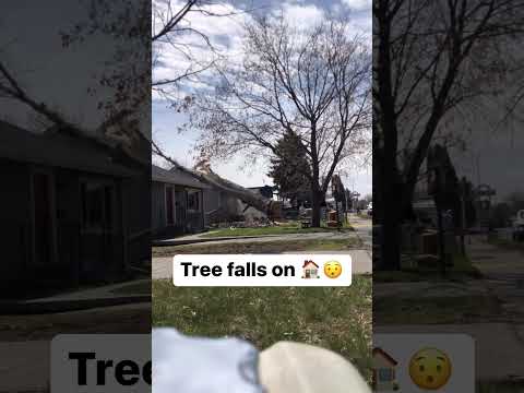 Tree falls on House