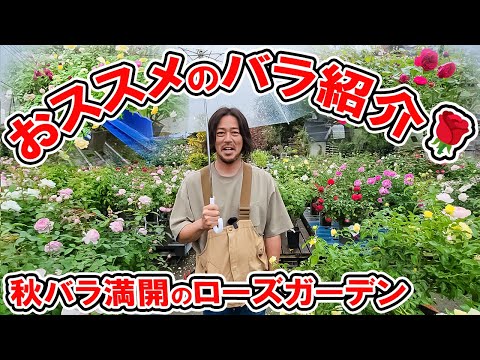 ローズガーデンカネコ🌹おススメのバラ紹介♪【バラ満開】のお店が凄すぎました♪(秋バラ紹介③)