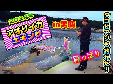 2024年 男鹿【アオリイカ／エギング・タコ釣り・アジ釣り】いろんな人と交流させてもらった３日間！