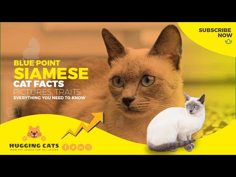 Blue Point Siamese Cat Facts - All You Need To Know About This Beautiful Breed!