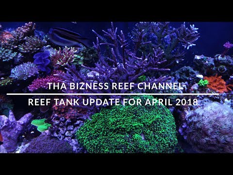 Reef Update For April 2018 - Oh No! Is that RTN?!?!?