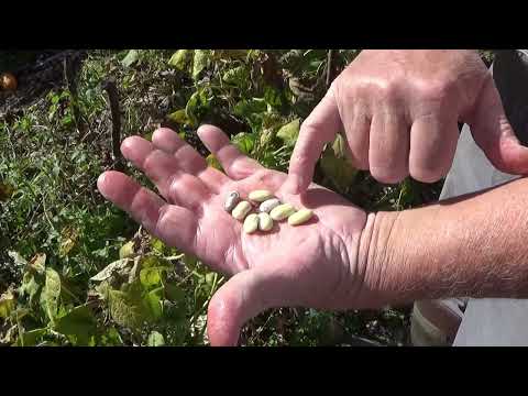 How To Harvest And Save Heirloom Bush Bean Seeds