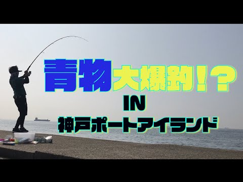 【ショアジギング】真夏の沖堤防で青物大爆釣！？【神戸ポーアイ沖堤防】