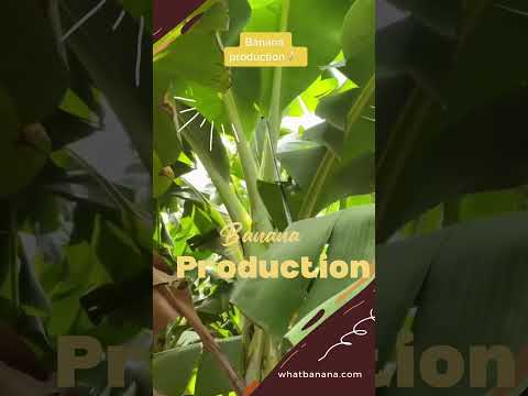 Banana Production #fruitfuldelights   #bananadelight  #bananafact