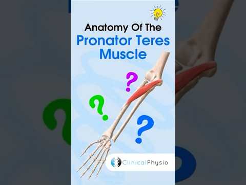 Pronator Teres Muscle Anatomy #physicaltherapy #physiotherapy #anatomy #golferselbow