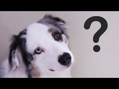 Tips & Tricks for Very First Grooming Treatment (Deshedding an Australian Shepherd)