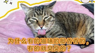 为什么有的猫味的脚香香的，有的就臭臭的？#养猫经验分享