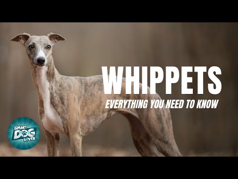 Whippets Dogs 101:  Everything You Need To Know