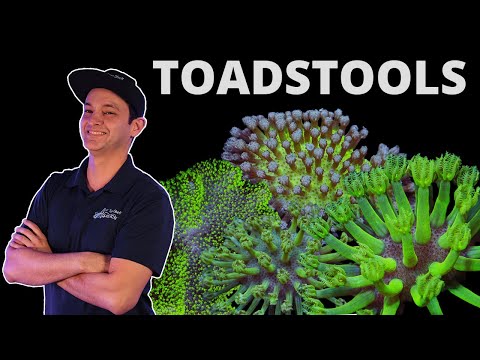 Top Shelf Aquatics' Coral Care Series - Toadstools