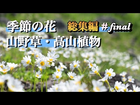 【山野草・高山植物】 2023年 花の総集編②  好きなお花を探してください！