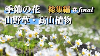 【山野草・高山植物】 2023年 花の総集編②  好きなお花を探してください！