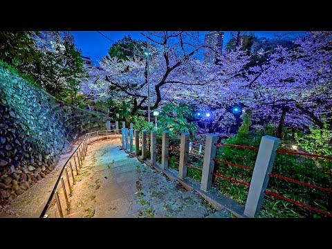 Japan: Northern Tokyo Cherry Blossoms Illumination Walk | Latest DJI RS 4 Test • 4K HDR