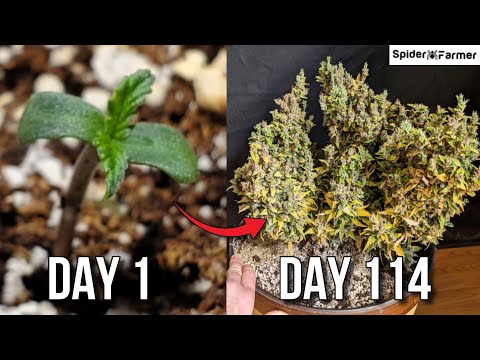 Timelapse - Seed to Harvest 147g Dry Northern Lights autoflower Fastbuds - LST - Spiderfarmer SF4000