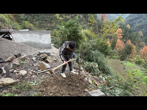 种蜂糖李子，不知道能不能成功