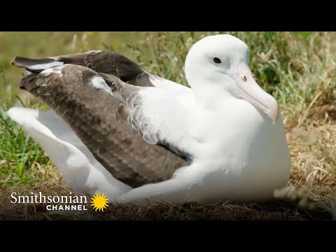 How Royal Albatross Couples Share Their Parental Duties | Into The Wild New Zealand | Smithsonian