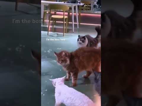 I’m the boss here  #nature #animals #funny #fun #cat #fight