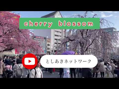 Cherry Blossom  桜