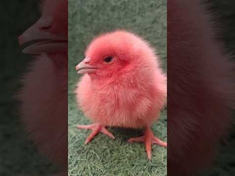 Colored baby chicks / rainbow chicks short #shorts #cute #birds #chicks