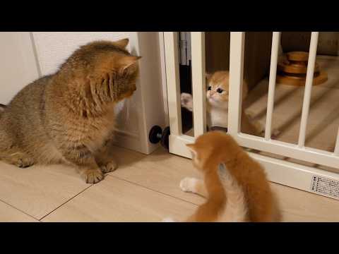 Cute attack between kittens Poco and Pino over the fence.