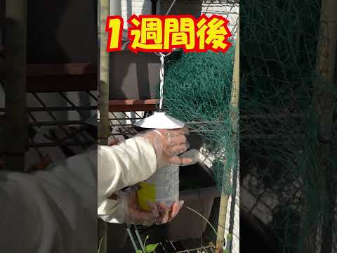 【ハエ捕獲器】吊るしておくだけで大型のハエを誘引捕獲！フライマグネットハエ対策 #shorts #害虫駆除 #ハエ駆除