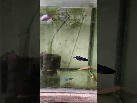 Some of my female betta fishes