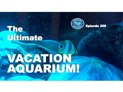 The Ultimate Vacation Aquarium! | Episode 208