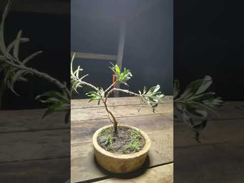 croton bonsai project #shorts #Bonsai