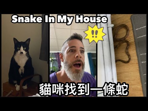 什麼！😱貓咪在家裡找到蛇🐍 There’s A Snake In My House