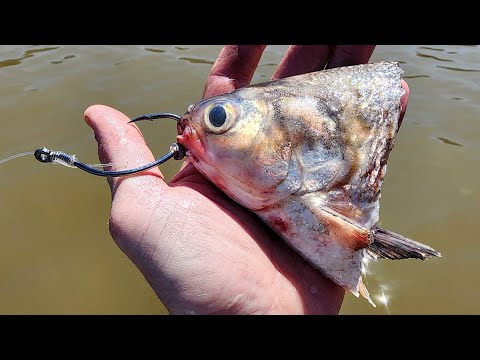 I Never Expected a TOURNAMENT LIKE THIS!! (Coosa River Catfish Tournament)