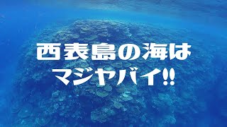 【世界自然遺産】西表島のシュノーケリングツアーに参加したら超絶凄かった !!  (；ﾟДﾟ)  第329話