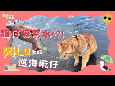 【動物伴點叮噹】貓咪毋驚水(？)阿Lu大的巡海墘仔(Pets say hello｜ペットが挨拶する｜애완동물이 인사해요)