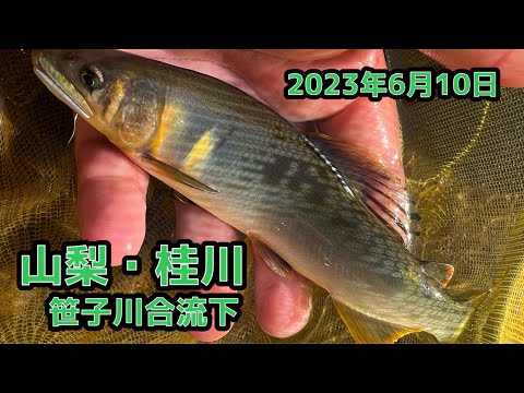 2023年 桂川 笹子川合流下で鮎の友釣り!!