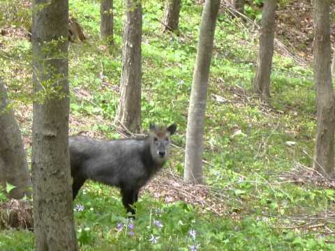 オオカミ？イノシシ？それとも未確認生物？