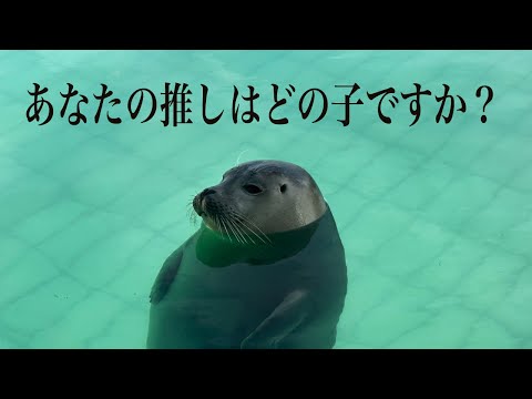 某CMを意識して作ったアザラシ幼稚園「推しアザラシ編」なんのCMを意識したかわかりますか？　Zeehonden centrum Pieterburen