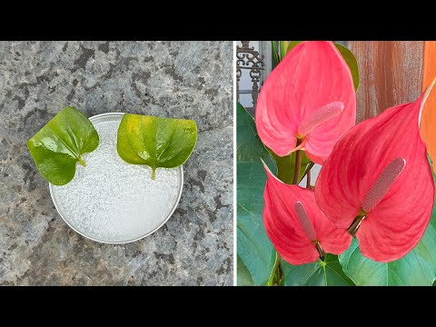 Anthurium will produce many flowers when using effervescent tablets, which few people know