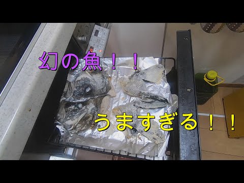 【ヒゲダイ】幻の魚がうますぎた！【塩焼き・唐揚げ】