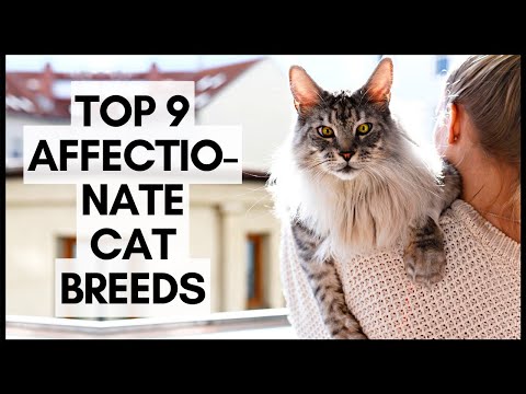 Top 9 Affectionate Cat Breeds