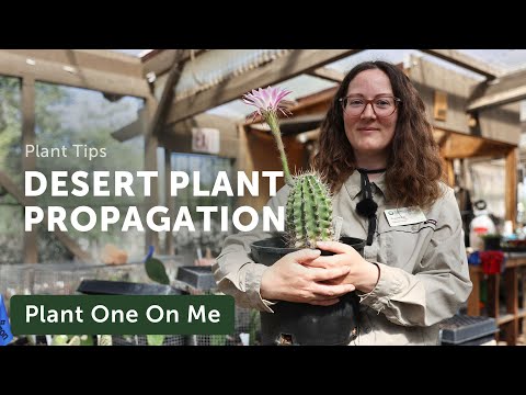 PROPAGATE DESERT PLANTS at Tohono Chul — Ep. 338