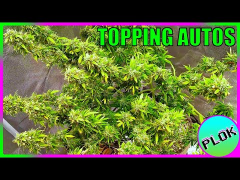 Autoflowers Topped TWICE & SCROG Trained! - Auto Flower Experiment 2.0: The Last Plant!