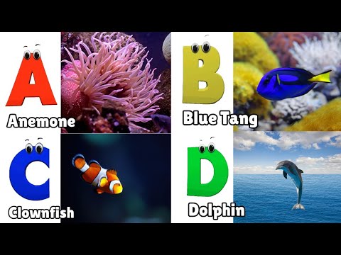 Sea Animals Alphabet Song | Learn The Names of Sea Animals | Learn English Alphabet Letters