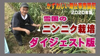 にんにく栽培記録～種植えから収穫＆保存までダイジェスト版（年間）2020年版 雪国で育てるニンニク栽培編　農作業に挑戦中！私の野菜栽培記録