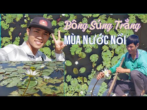 Bãi Bông Súng Trắng Đẹp Biết Bao Nằm Cạnh Rừng tràm trà Sư Mùa Nước Nổi. Nét Đẹp An Giang