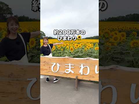 ＼日本一の200万本のひまわり🌻／ 【北海道 北竜町 ひまわりの里】 #北海道 #hokkaido #ひまわり