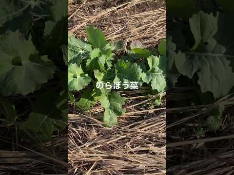 【のらぼう菜】　#有機 #無農薬 #湘南 #農業 #パーマカルチャー #家庭菜園 #farming #gardening #nature