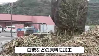 収穫されたサトウキビ　製糖工場に続々と　今シーズンの操業スタート　鹿児島・奄美市笠利町 (24/12/24 11:52)