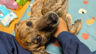 犬と家族がもっと幸せになる為に、子犬が必要だと思った　 元猟犬を飼い始めて4年間の思い出（その4）