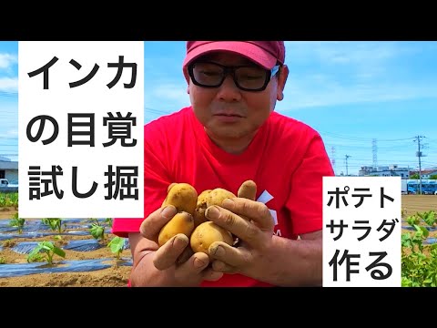 インカの目覚めの試し掘り｜とったその日にポテトサラダにする