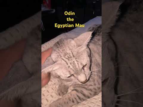 Odin the Egyptian Mau purring his brains out.